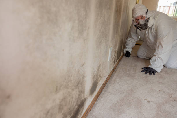 Reliable Millcreek, UT Mold Removal Solutions